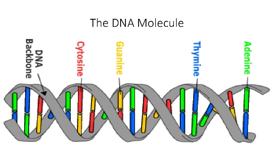 The DNA Molecule 