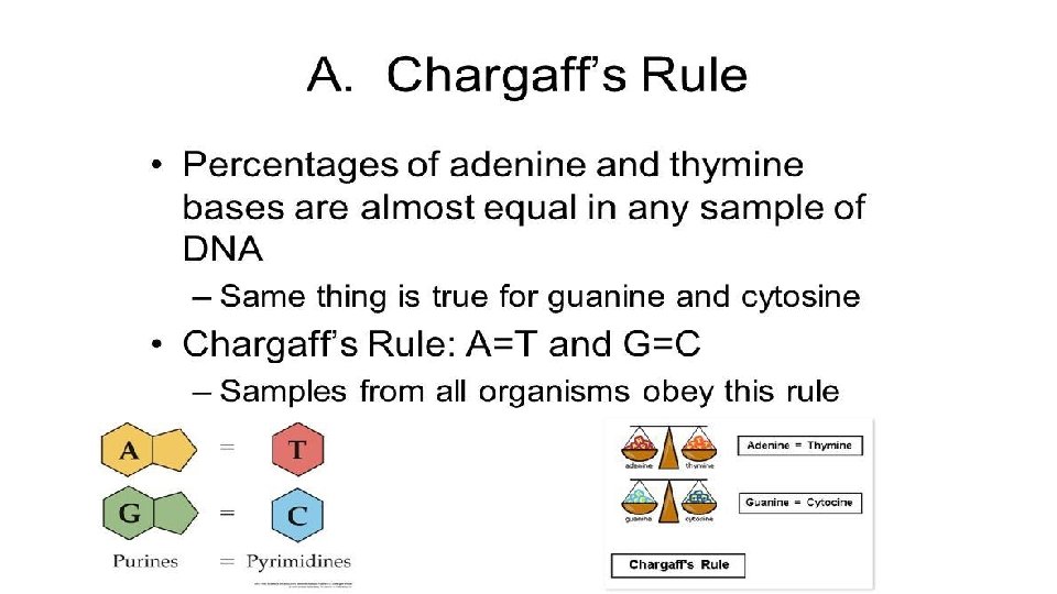 Chargraff’s Rule 