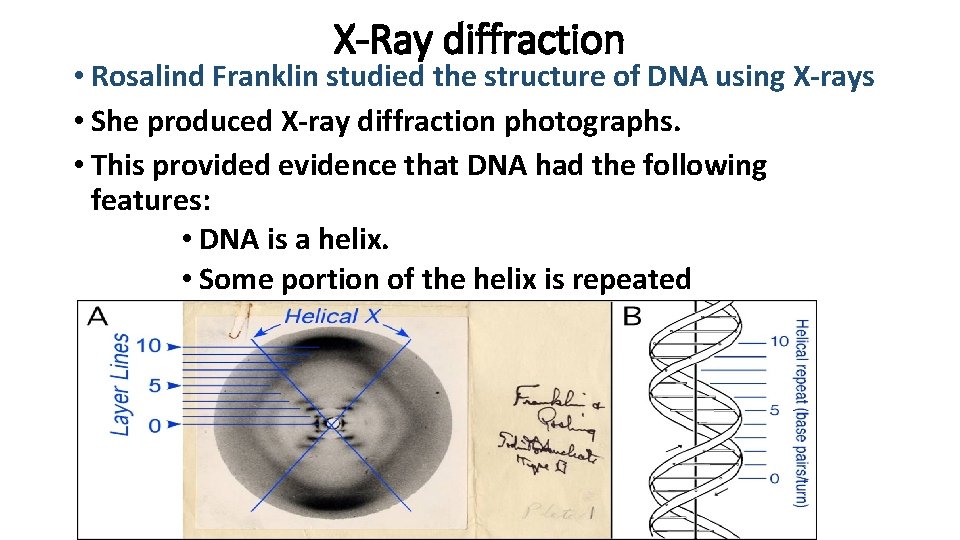 X-Ray diffraction • Rosalind Franklin studied the structure of DNA using X-rays • She