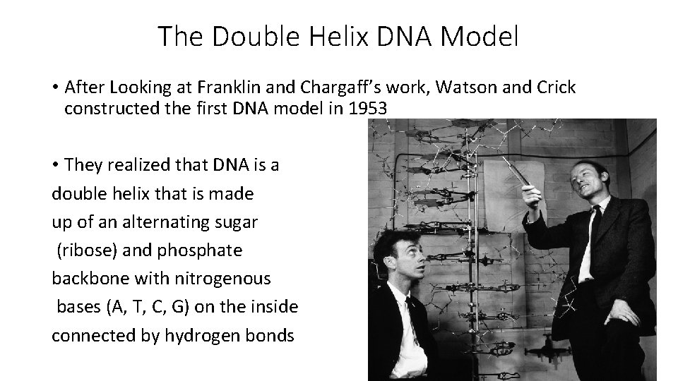 The Double Helix DNA Model • After Looking at Franklin and Chargaff’s work, Watson