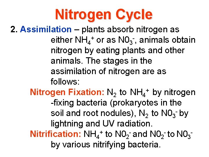 Nitrogen Cycle 2. Assimilation – plants absorb nitrogen as either NH 4+ or as