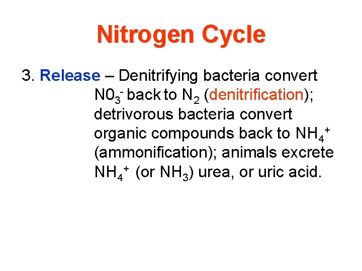 Nitrogen Cycle 3. Release – Denitrifying bacteria convert N 03 - back to N