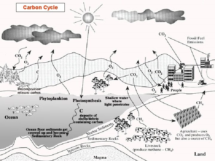 Carbon Cycle 