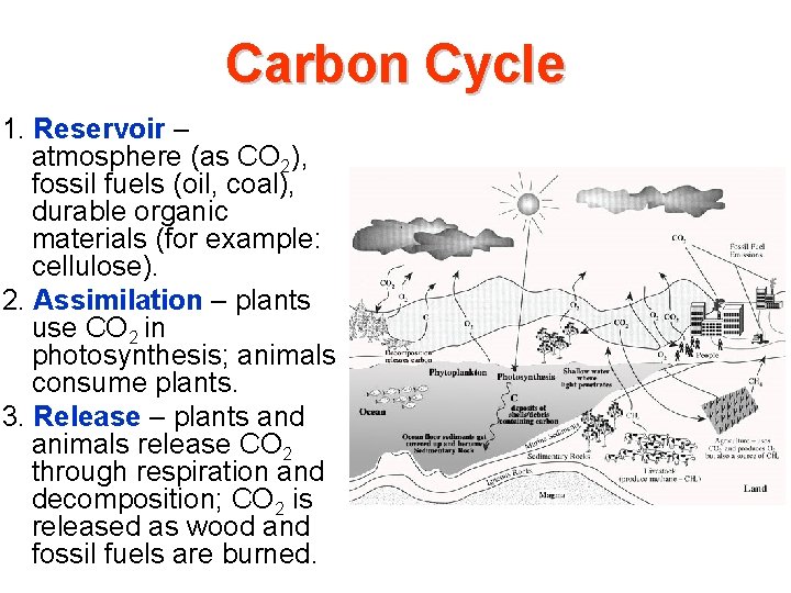 Carbon Cycle 1. Reservoir – atmosphere (as CO 2), fossil fuels (oil, coal), durable