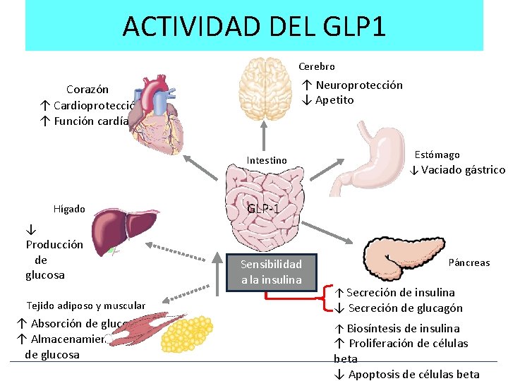 ACTIVIDAD DEL GLP 1 Cerebro ↑ Neuroprotección ↓ Apetito Corazón ↑ Cardioprotección ↑ Función