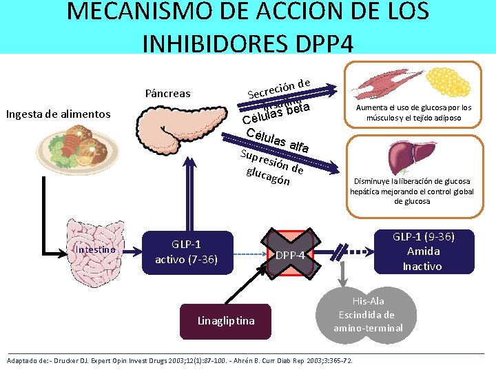 MECANISMO DE ACCION DE LOS INHIBIDORES DPP 4 n de ó i c e