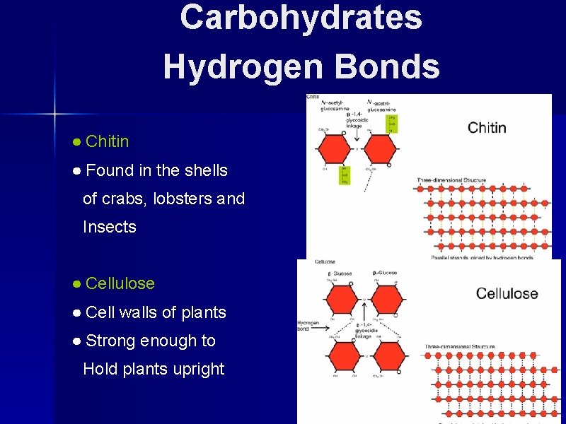 Carbohydrates Hydrogen Bonds ● Chitin ● Found in the shells of crabs, lobsters and