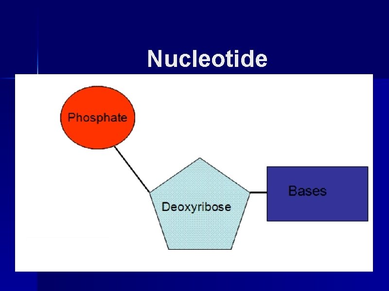 Nucleotide 