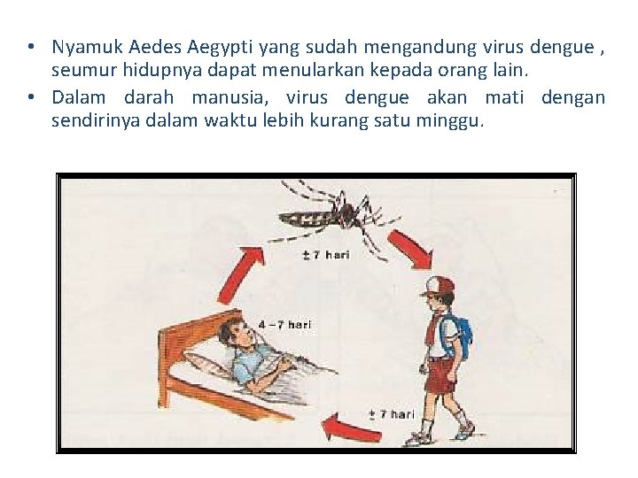  • Nyamuk Aedes Aegypti yang sudah mengandung virus dengue , seumur hidupnya dapat