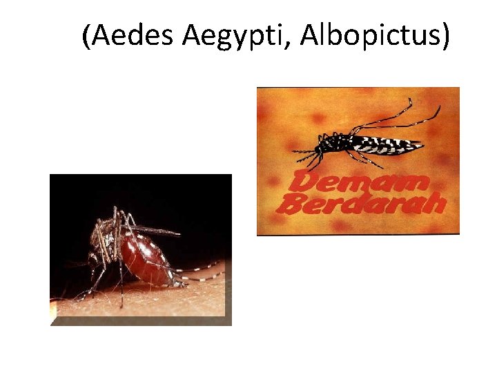 (Aedes Aegypti, Albopictus) 