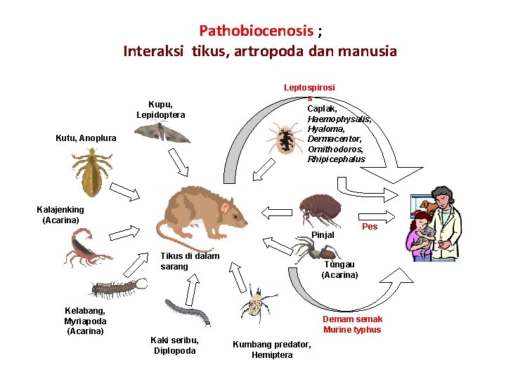 Pathobiocenosis ; Interaksi tikus, artropoda dan manusia Kupu, Lepidoptera Kutu, Anoplura Leptospirosi s Caplak,