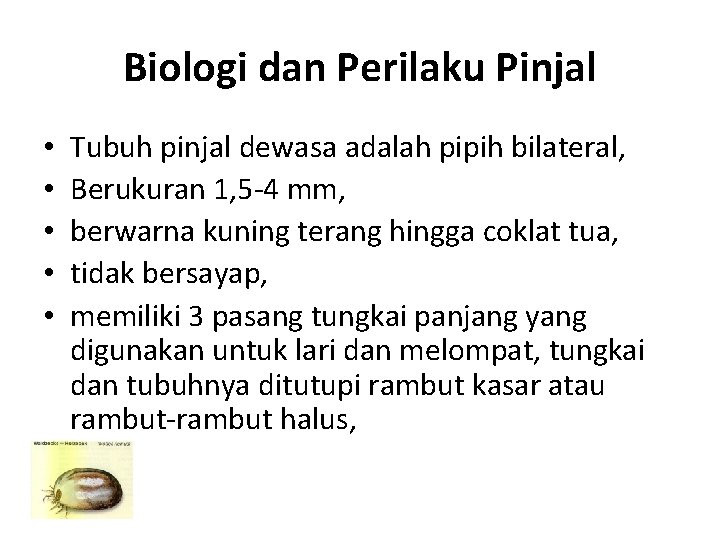 Biologi dan Perilaku Pinjal • • • Tubuh pinjal dewasa adalah pipih bilateral, Berukuran