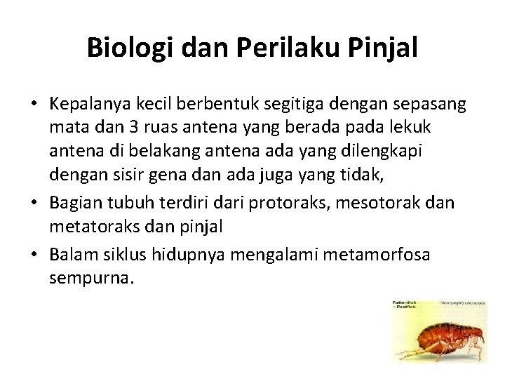 Biologi dan Perilaku Pinjal • Kepalanya kecil berbentuk segitiga dengan sepasang mata dan 3