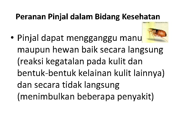 Peranan Pinjal dalam Bidang Kesehatan • Pinjal dapat mengganggu manusia maupun hewan baik secara