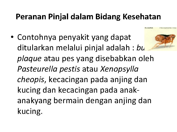 Peranan Pinjal dalam Bidang Kesehatan • Contohnya penyakit yang dapat ditularkan melalui pinjal adalah