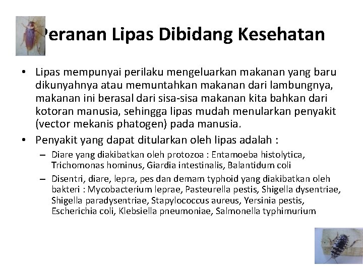 Peranan Lipas Dibidang Kesehatan • Lipas mempunyai perilaku mengeluarkan makanan yang baru dikunyahnya atau