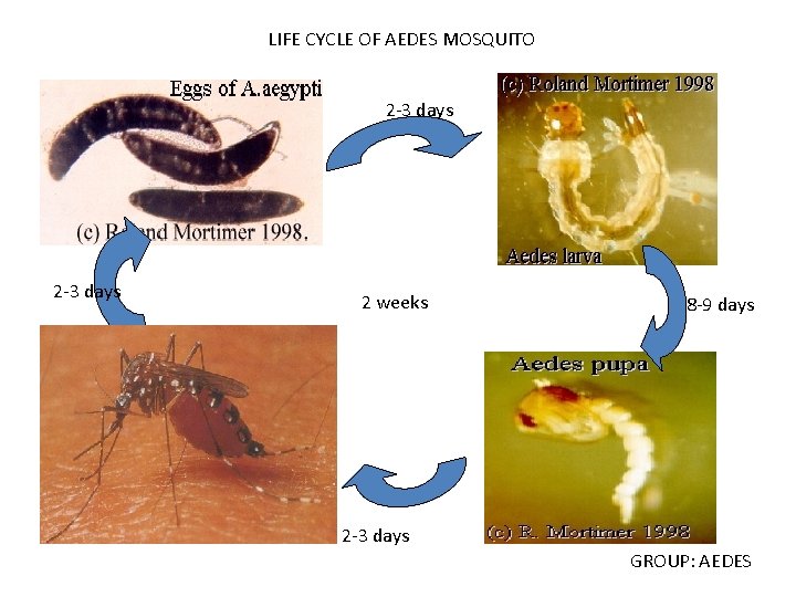 LIFE CYCLE OF AEDES MOSQUITO 2 -3 days 2 weeks 8 -9 days 2