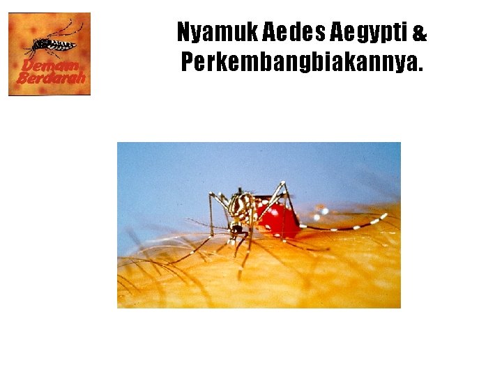 Nyamuk Aedes Aegypti & Perkembangbiakannya. 