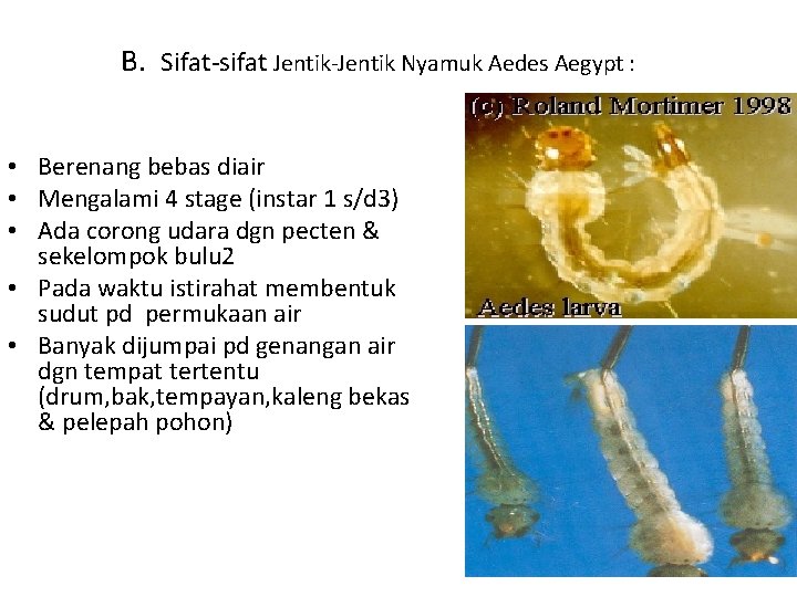 B. Sifat-sifat Jentik-Jentik Nyamuk Aedes Aegypt : • Berenang bebas diair • Mengalami 4