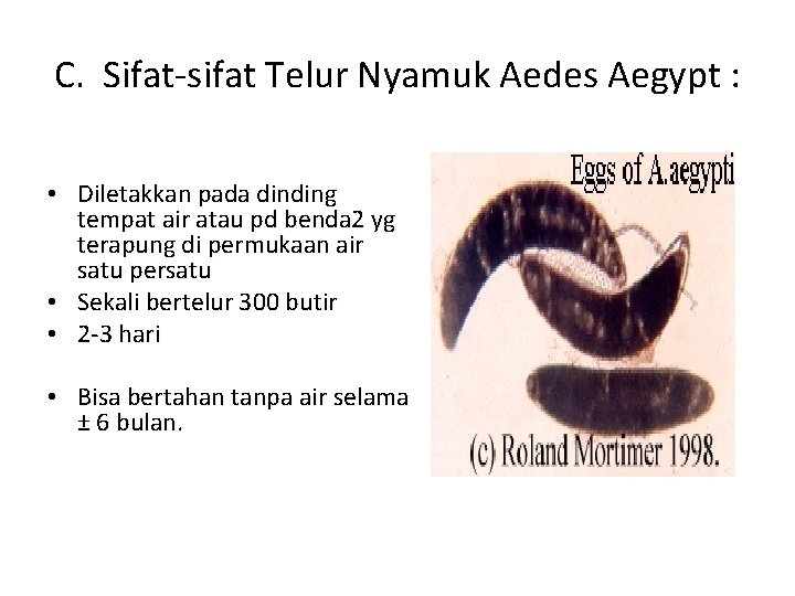 C. Sifat-sifat Telur Nyamuk Aedes Aegypt : • Diletakkan pada dinding tempat air atau