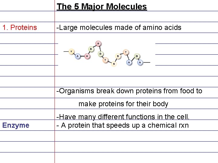 The 5 Major Molecules 1. Proteins -Large molecules made of amino acids -Organisms break