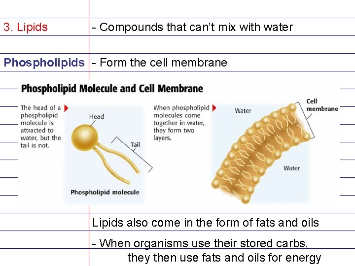 3. Lipids - Compounds that can’t mix with water Phospholipids - Form the cell