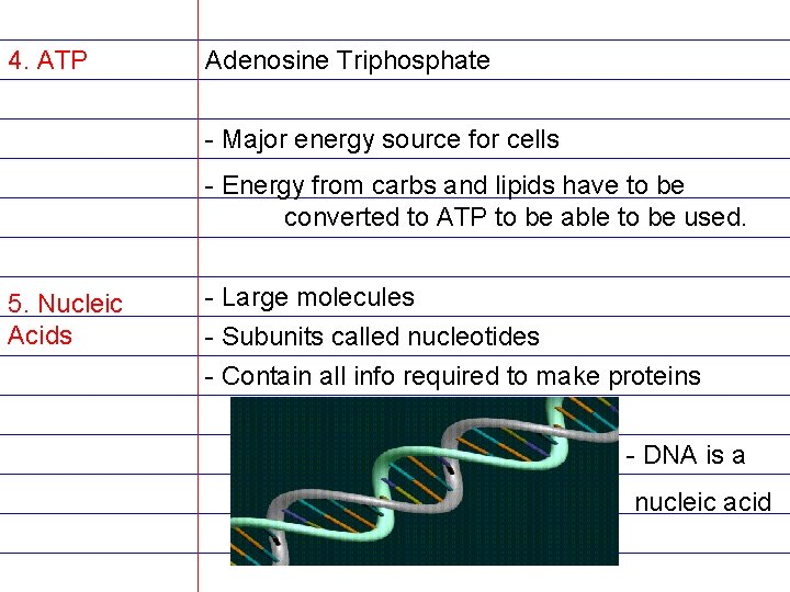 4. ATP Adenosine Triphosphate - Major energy source for cells - Energy from carbs