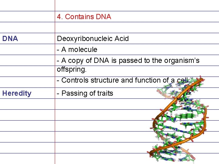 4. Contains DNA Deoxyribonucleic Acid - A molecule - A copy of DNA is
