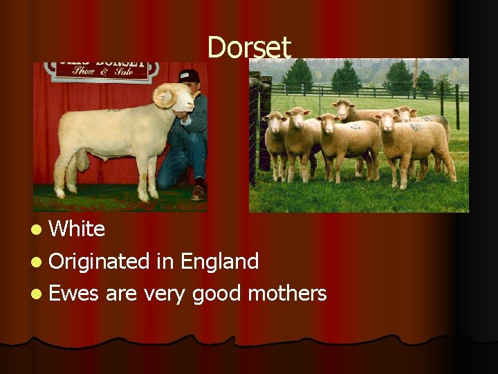 Dorset l White l Originated in England l Ewes are very good mothers 