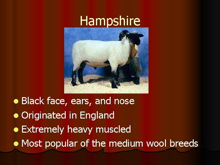 Hampshire l Black face, ears, and nose l Originated in England l Extremely heavy