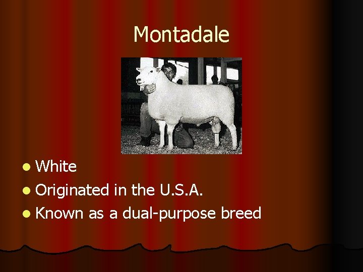 Montadale l White l Originated in the U. S. A. l Known as a