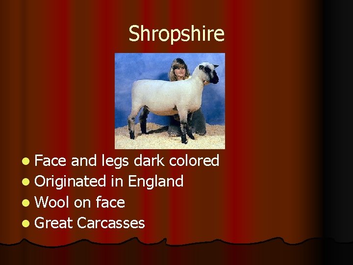 Shropshire l Face and legs dark colored l Originated in England l Wool on