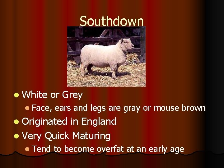 Southdown l White or Grey l Face, ears and legs are gray or mouse