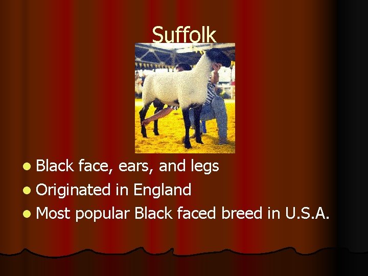 Suffolk l Black face, ears, and legs l Originated in England l Most popular