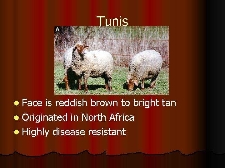 Tunis l Face is reddish brown to bright tan l Originated in North Africa