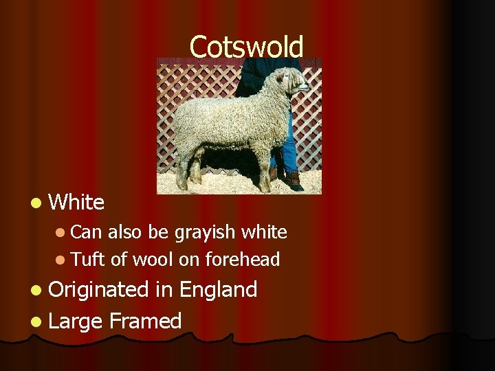 Cotswold l White l Can also be grayish white l Tuft of wool on