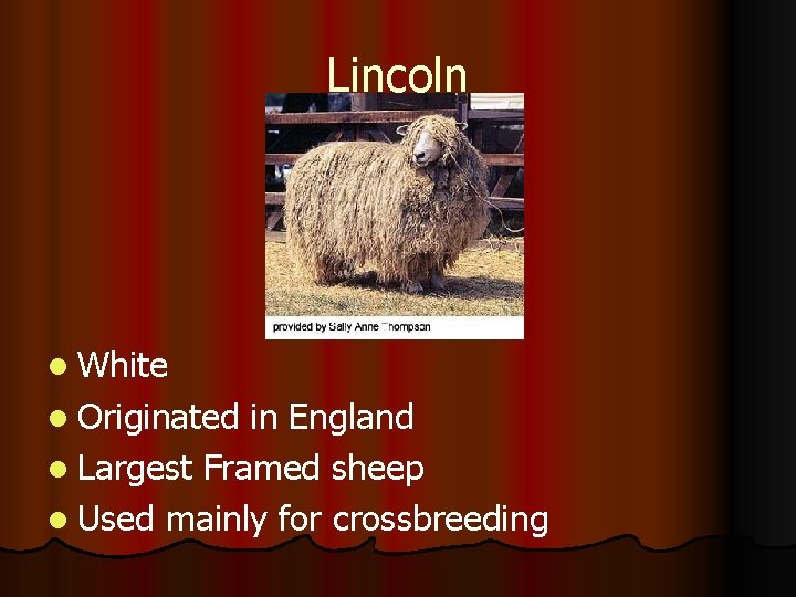 Lincoln l White l Originated in England l Largest Framed sheep l Used mainly