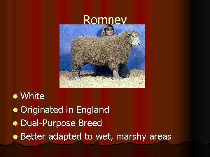 Romney l White l Originated in England l Dual-Purpose Breed l Better adapted to