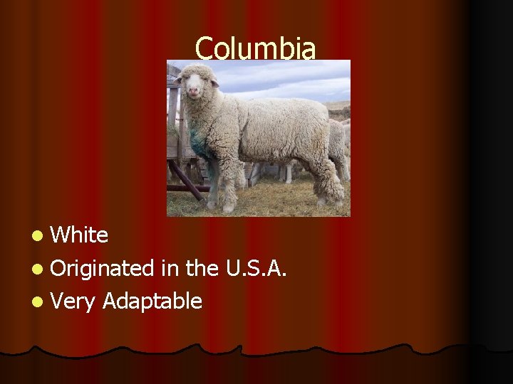 Columbia l White l Originated in the U. S. A. l Very Adaptable 