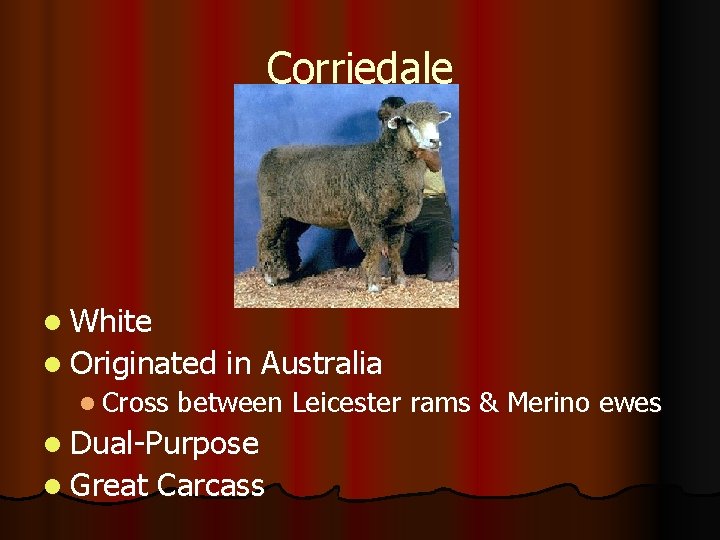 Corriedale l White l Originated l Cross in Australia between Leicester rams & Merino