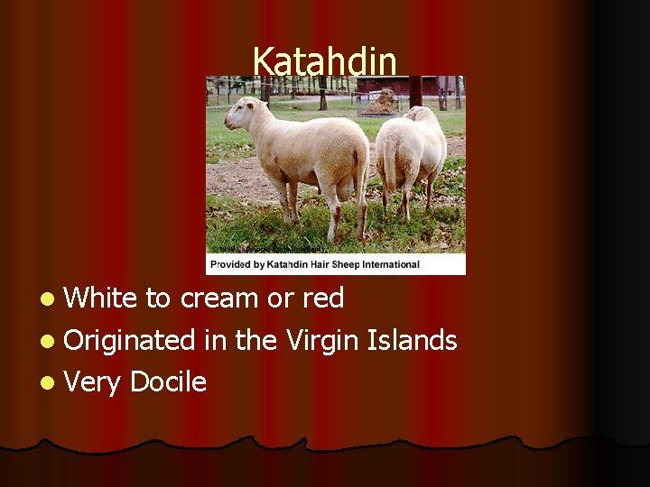 Katahdin l White to cream or red l Originated in the Virgin Islands l