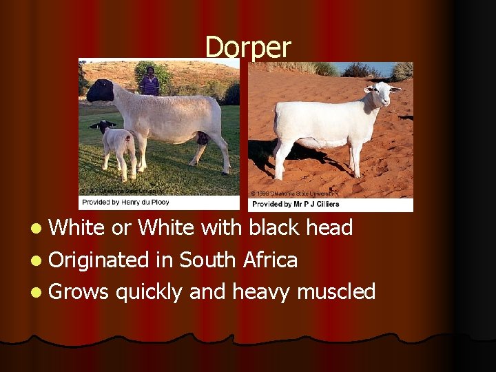 Dorper l White or White with black head l Originated in South Africa l