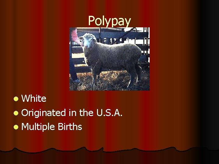 Polypay l White l Originated in the U. S. A. l Multiple Births 