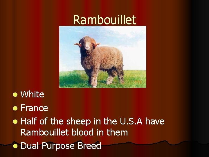 Rambouillet l White l France l Half of the sheep in the U. S.