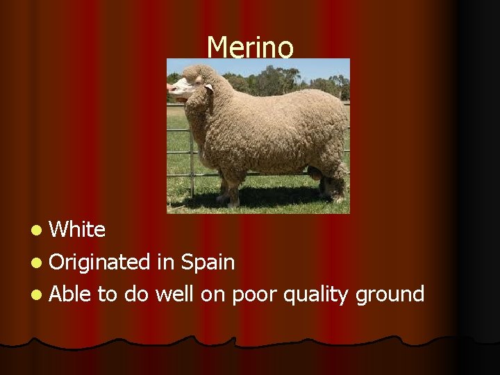 Merino l White l Originated in Spain l Able to do well on poor