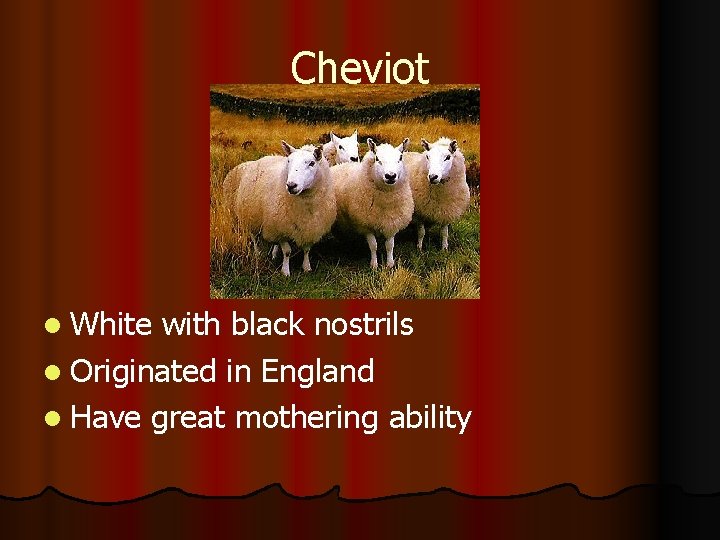 Cheviot l White with black nostrils l Originated in England l Have great mothering