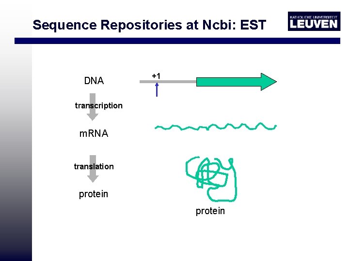 Sequence Repositories at Ncbi: EST DNA +1 transcription m. RNA translation protein 