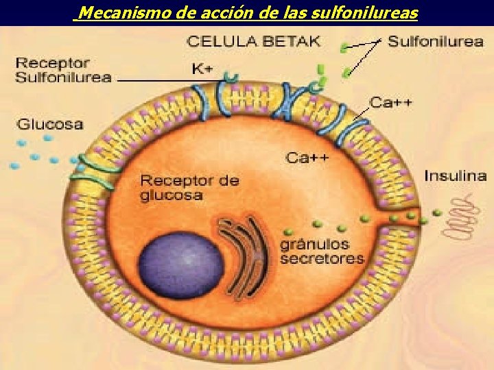 Mecanismo de acción de las sulfonilureas 