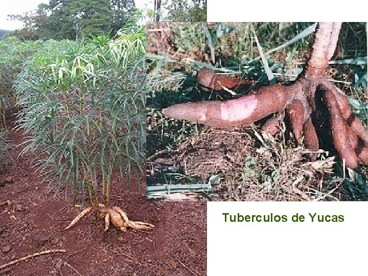 Tuberculos de Yucas 