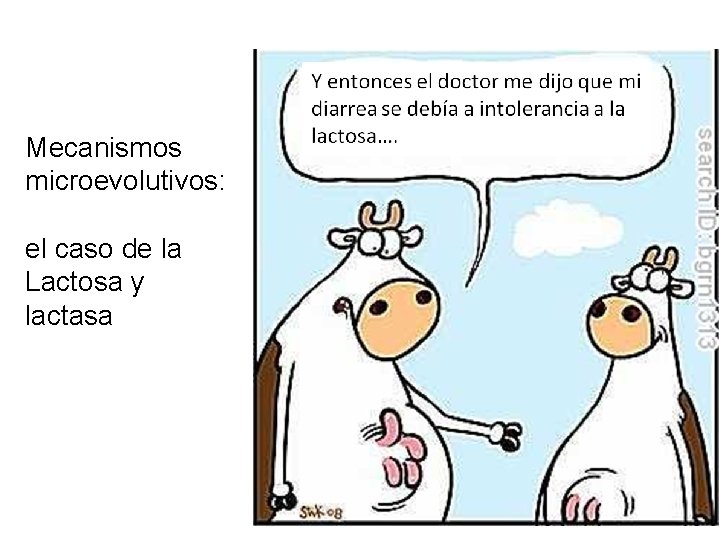 Mecanismos microevolutivos: el caso de la Lactosa y lactasa 